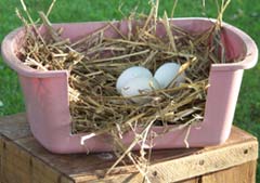 chicken-nesting-boxes